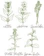Herbal Redwork 3 | Machine Embroidery Designs by JuJu