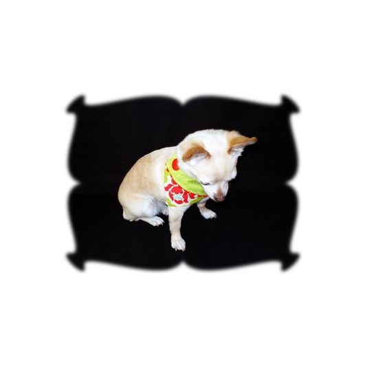 No Dip Dog Bandana