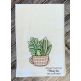 Sketch Succulents