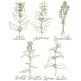 Herbal Redwork 3 | Machine Embroidery Designs by JuJu