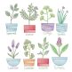 Vintage Sketch Herbs 3 Machine Embroidery Designs by JuJu
