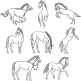 Horse Sketches Machine Embroidery Designs by JuJu