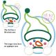 Snowman Oval Applique | Machine Embroidery Designs by JuJu